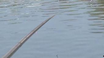 假饵钓鱼视频,跟随假饵钓鱼视频学技巧