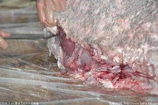 斑鱼怎么杀视频,视频教学详解