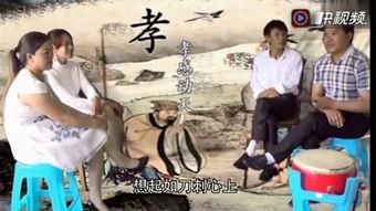 王安银孝歌视频大全,传承孝道文化的视听盛宴