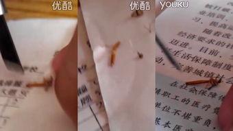 解剖女尸视频全过程,人体奥秘与医学探索之旅
