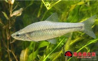 钓麦穗鱼视频,跟随视频学钓技