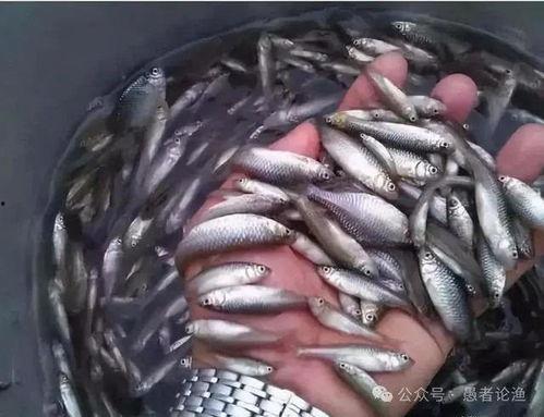 钓麦穗鱼视频,跟随视频学钓技