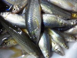 钓麦穗鱼视频,跟随视频学钓技