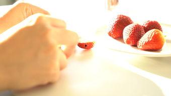 切草莓视频,跟随视频一起体验草莓采摘的甜蜜时光