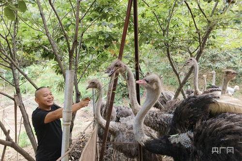 养殖鸵鸟视频,从孵化到成鸟的精彩瞬间
