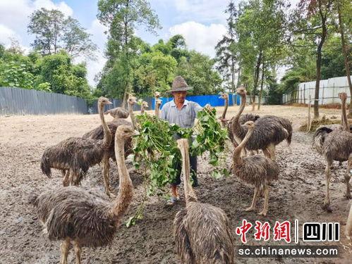 养殖鸵鸟视频,从孵化到成鸟的精彩瞬间