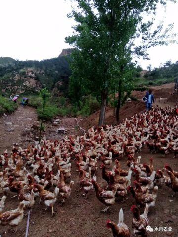 散养鸡的视频,探寻自然放养的魅力