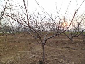 桃树冬剪技术视频