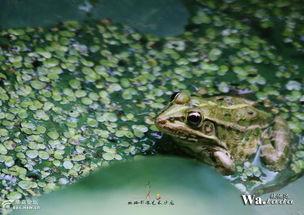 趣蛙视频,探索短视频新潮流，畅享欢乐时光