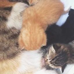 黄色吃奶视频,背后真相与伦理探讨